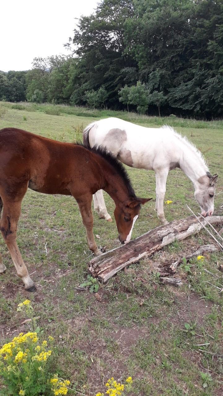 Pinto Søgårds Little Dark Pride  billede 14