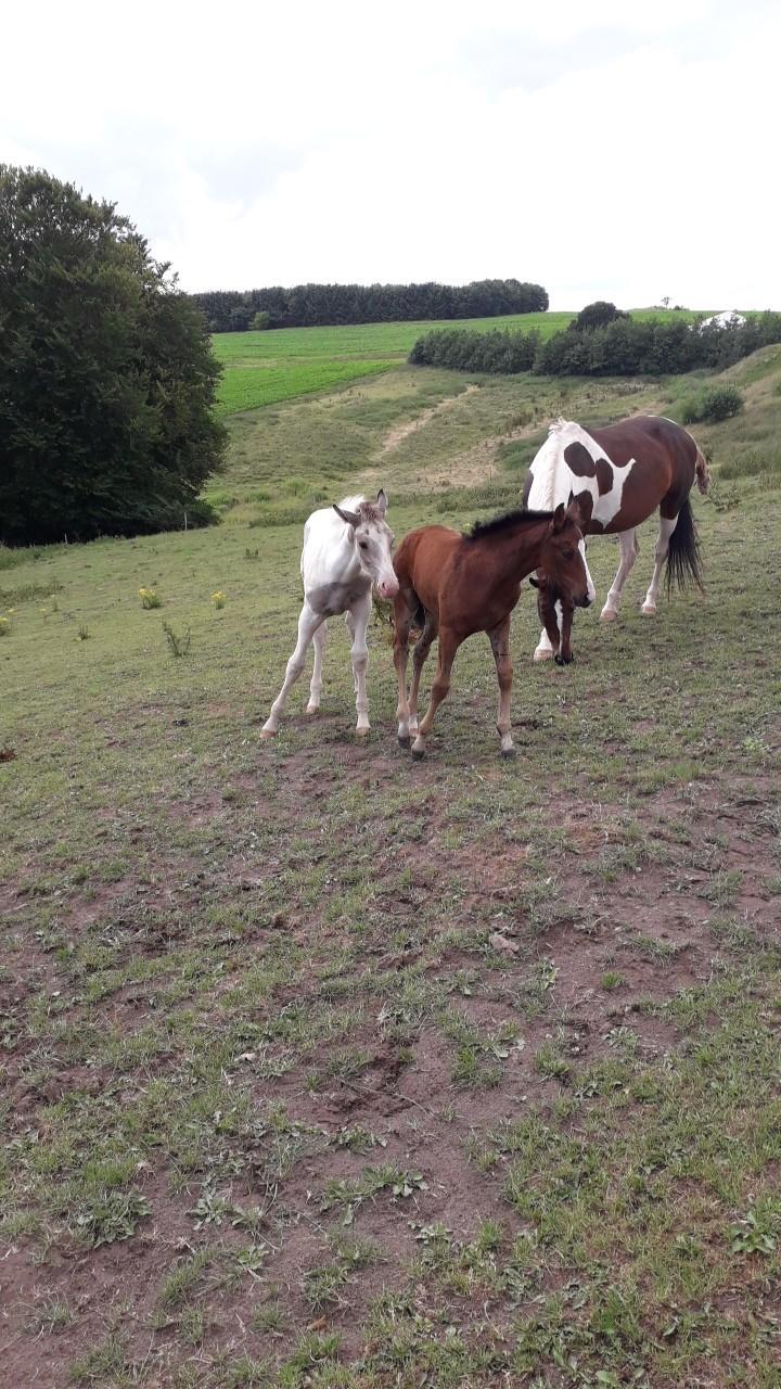 Pinto Søgårds Little Dark Pride  billede 12