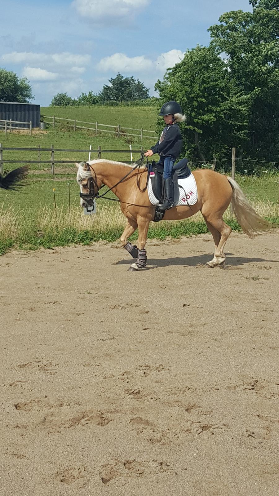 Anden særlig race Guldlok aka Gurli (RIP) billede 4