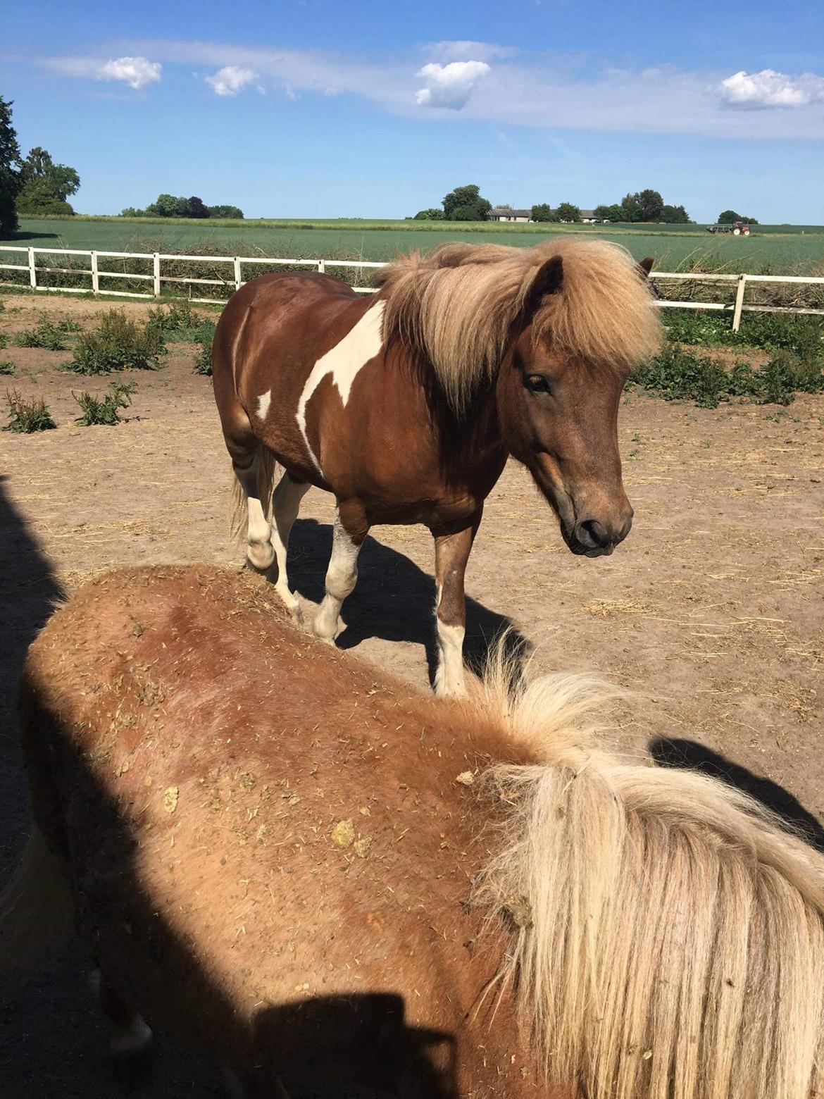 Islænder Flaki fra Toftum  billede 12