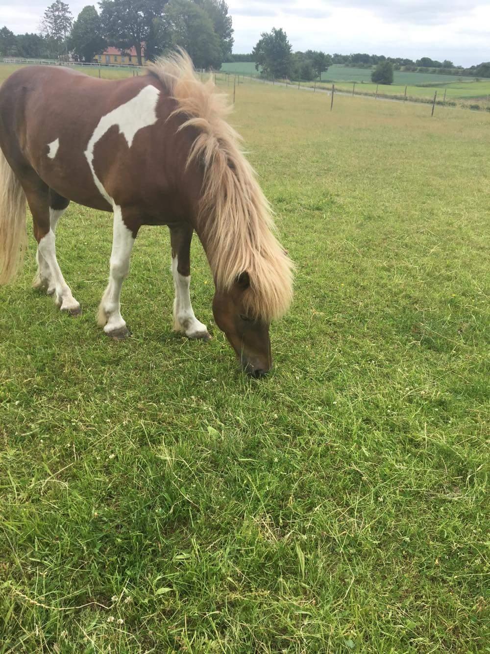 Islænder Flaki fra Toftum  billede 16
