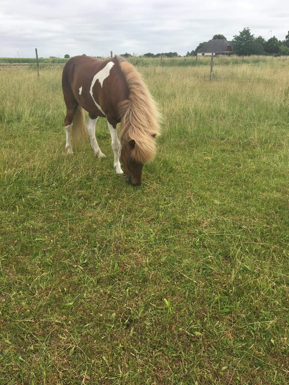 Islænder Flaki fra Toftum  billede 13