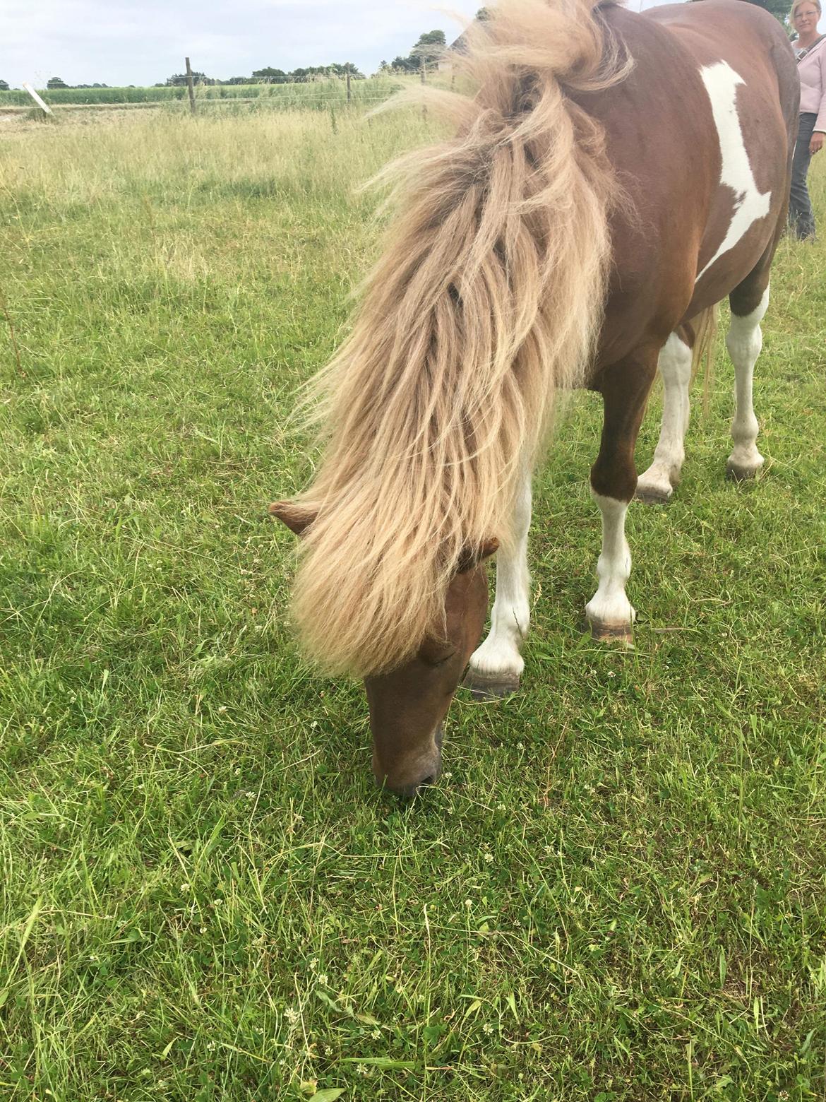 Islænder Flaki fra Toftum  billede 17