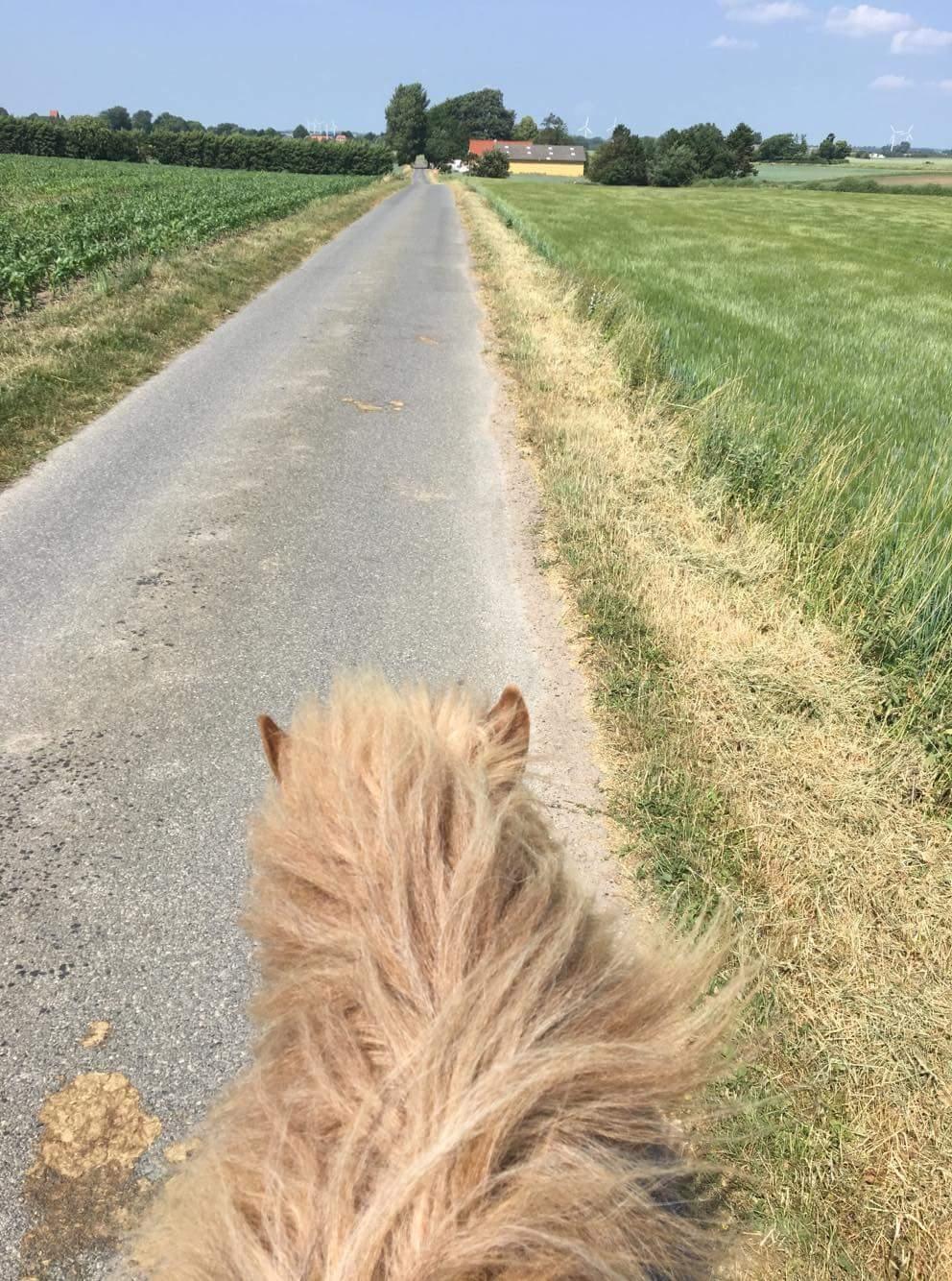 Islænder Flaki fra Toftum  billede 19