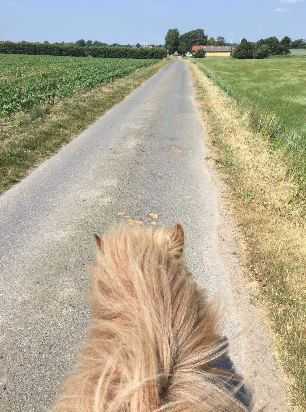 Islænder Flaki fra Toftum  billede 20
