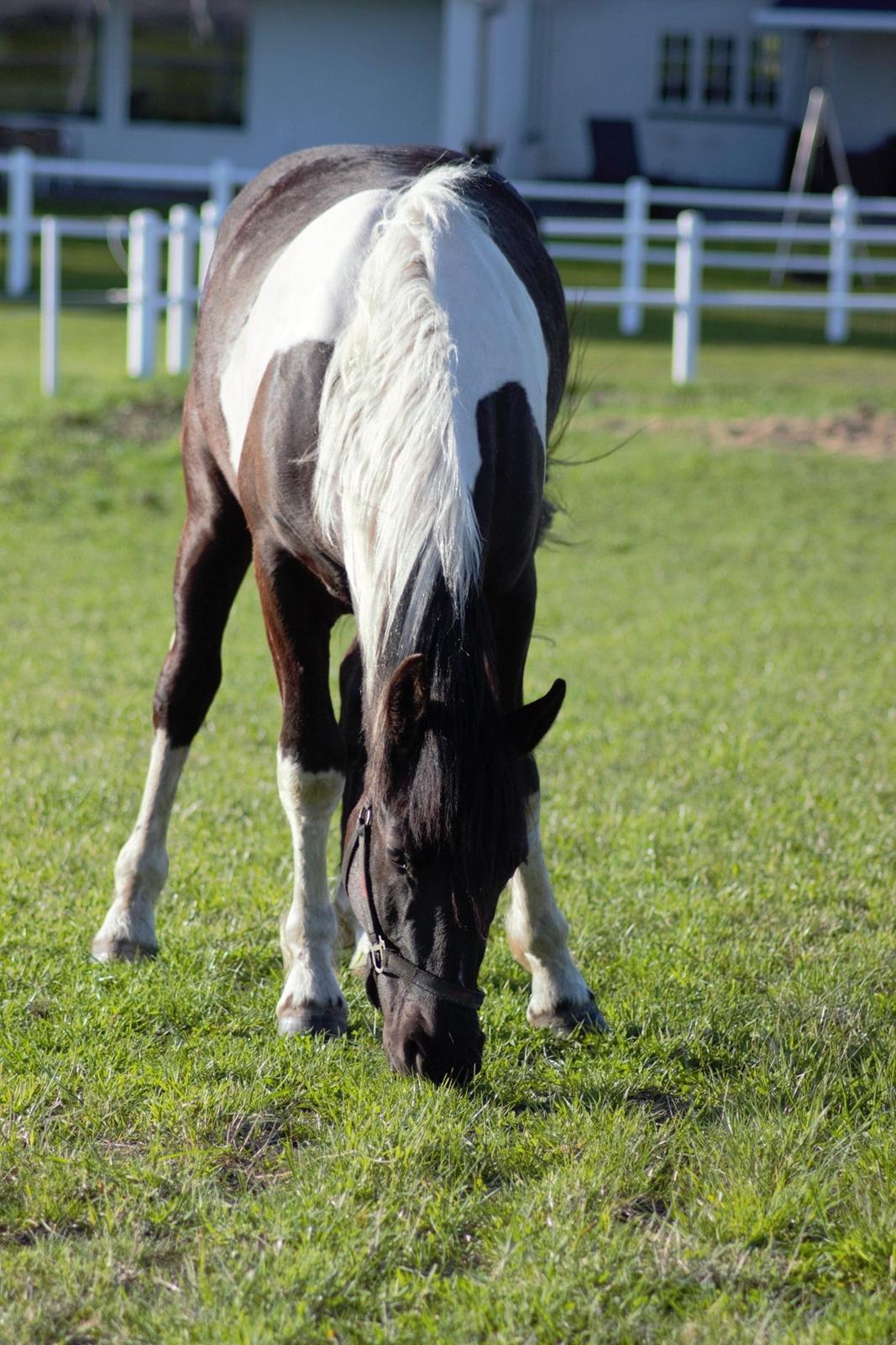 Barockpinto New Star  billede 10