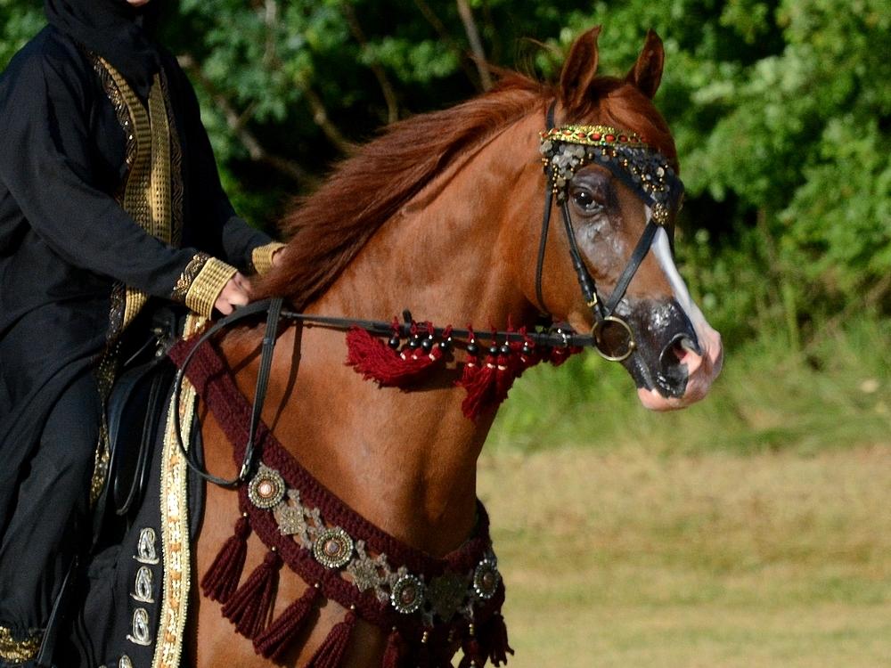 Arabisk fuldblod (OX) Itaya El Shaklan billede 13