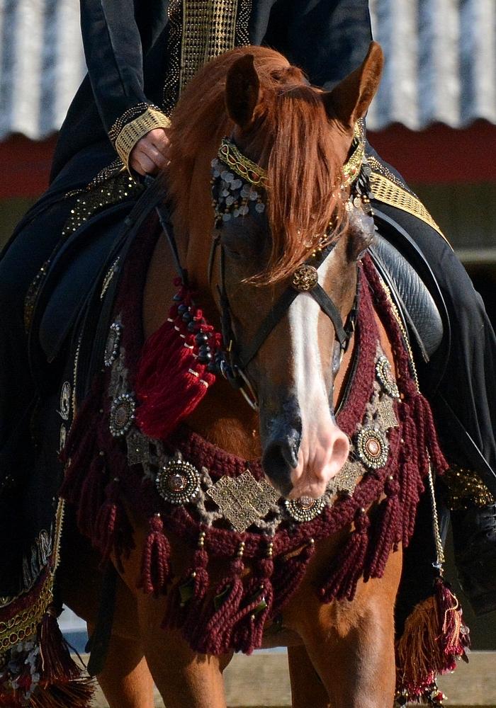 Arabisk fuldblod (OX) Itaya El Shaklan billede 1