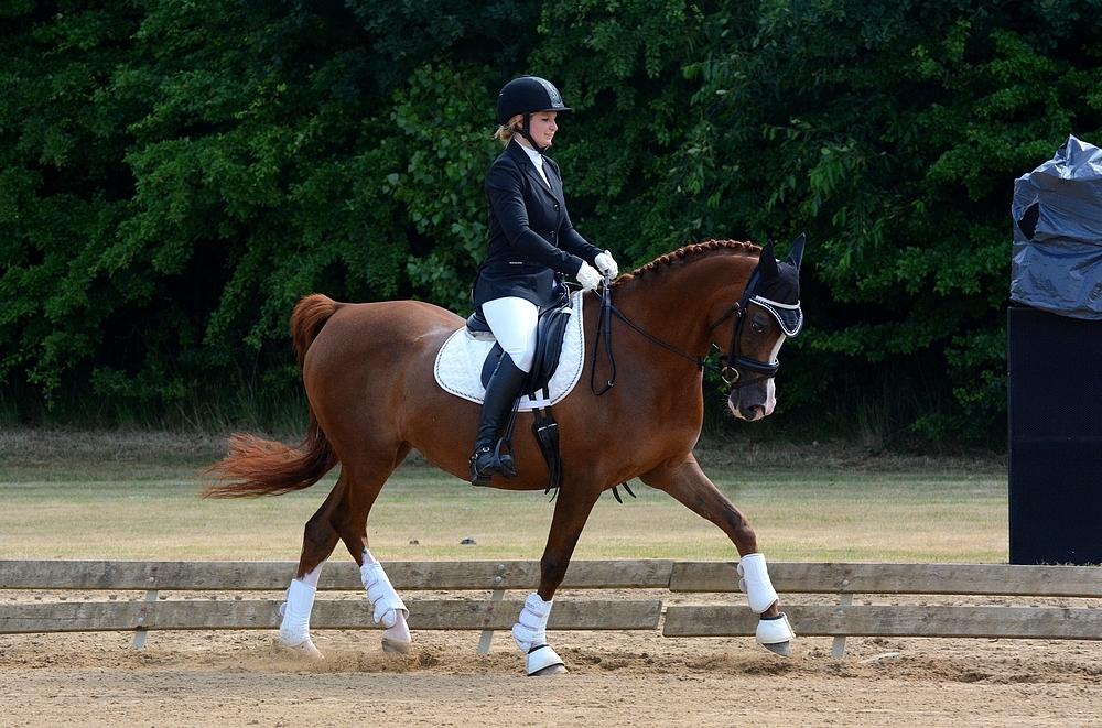 Arabisk fuldblod (OX) Itaya El Shaklan billede 5