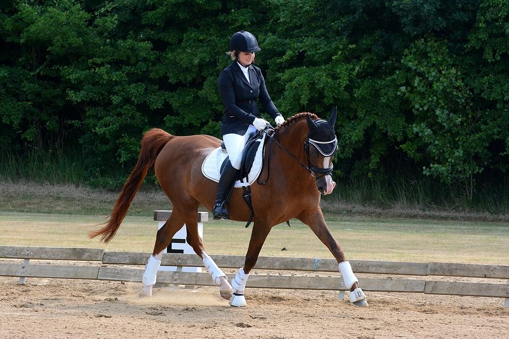 Arabisk fuldblod (OX) Itaya El Shaklan billede 2