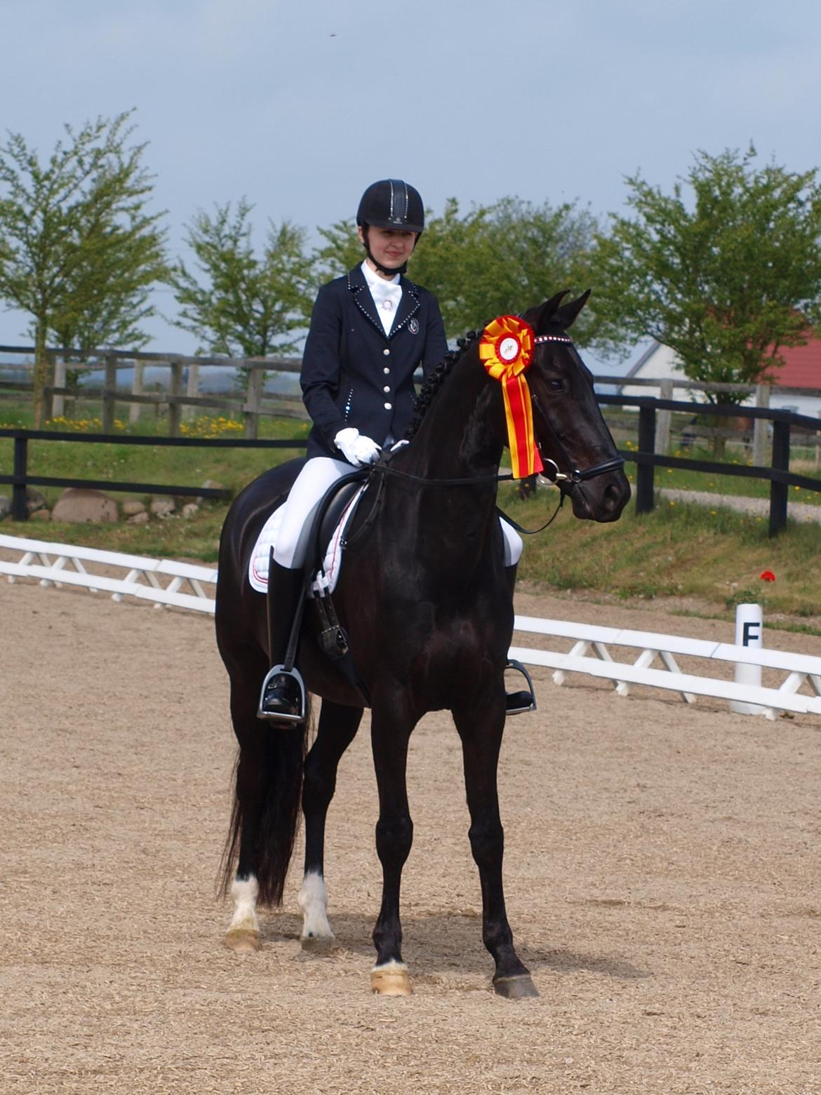 Dansk Varmblod Tranholms Santiago - RISK Cup - nr 3 billede 6