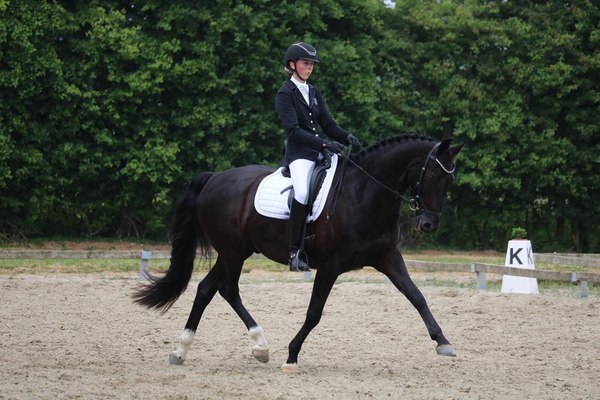 Dansk Varmblod Tranholms Santiago - ROOR 2018 billede 10