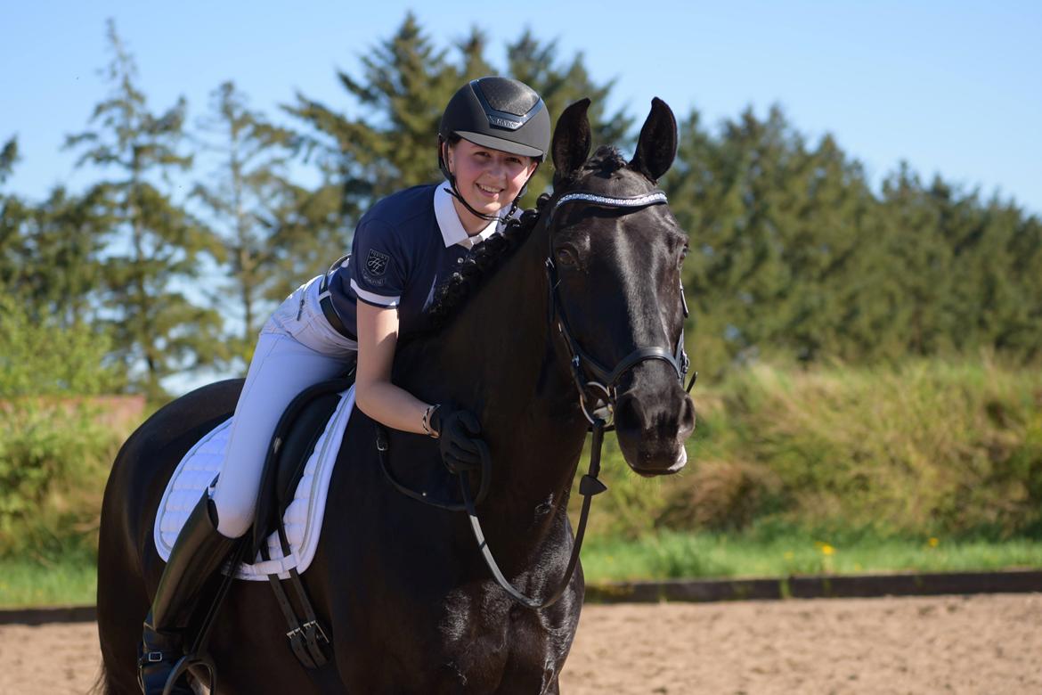 Dansk Varmblod Tranholms Santiago - Skønne sorte - Lenasfoto billede 2