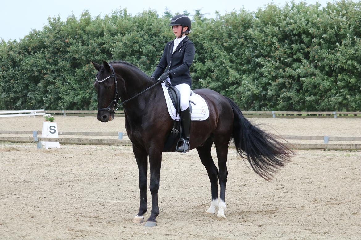 Dansk Varmblod Tranholms Santiago - ROOR 2018 billede 11