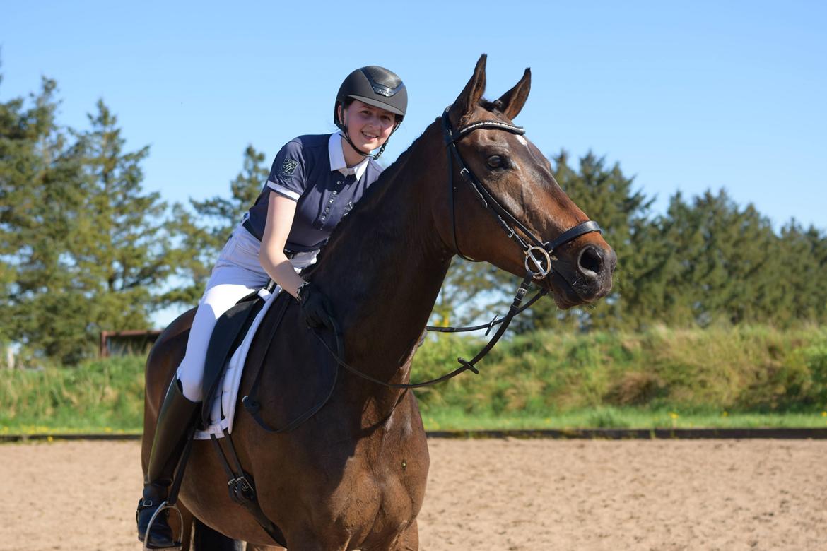 Dansk Varmblod Landino - Skønne Dino - Lenasfoto billede 2