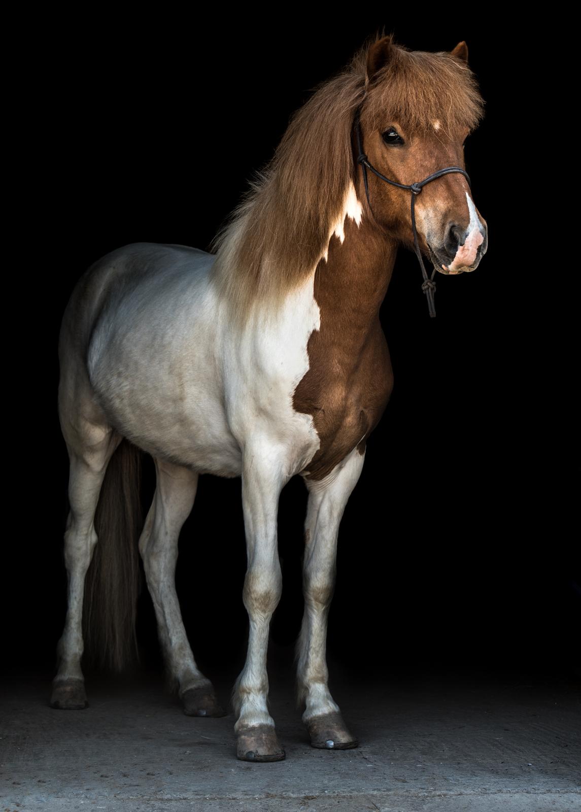 Islænder Drísill fra Cederborg - Sov godt, lillefyr <3 Billedet er taget af SashArts billede 1