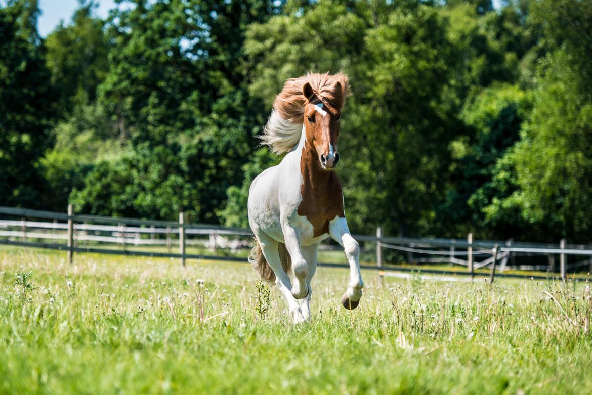 Islænder Drísill fra Cederborg - Billedet er taget af SashArts billede 2