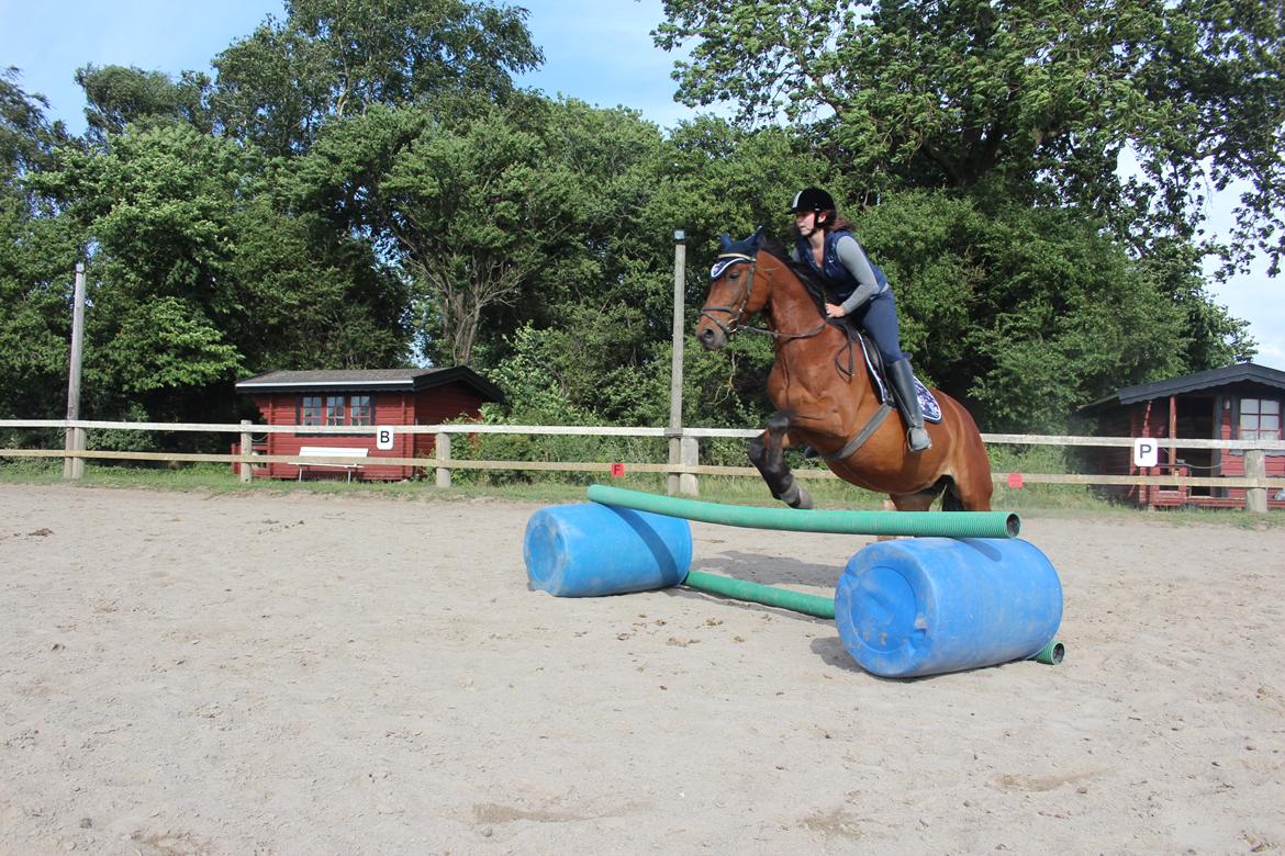 Anden særlig race Karlsbjerggårds sakia billede 12