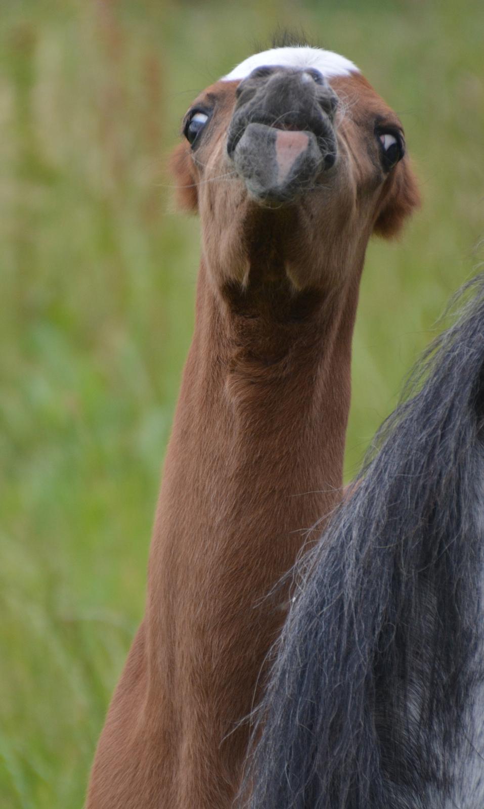 Welsh Pony (sec B) Kolkjaers Dream On billede 16