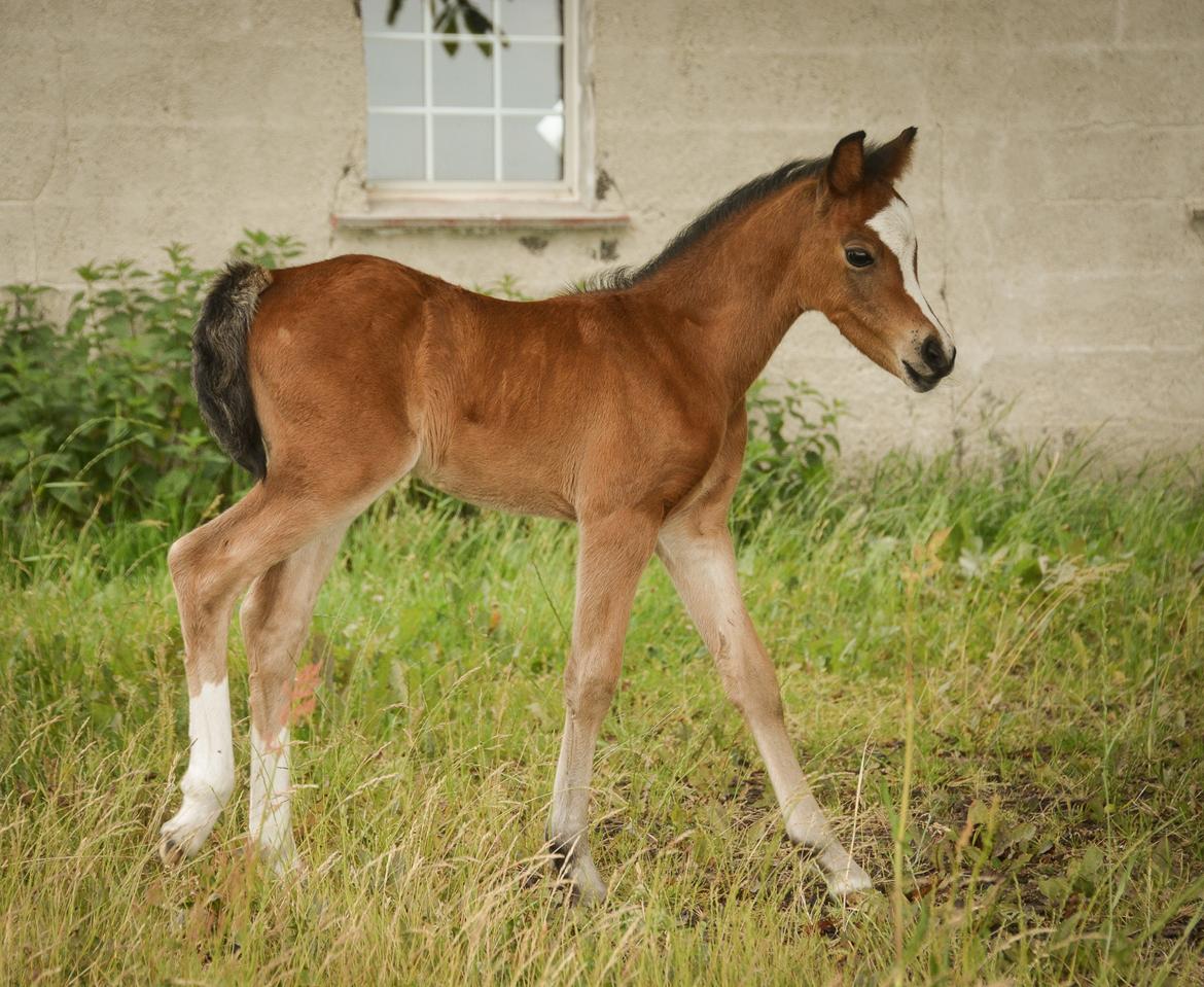 Welsh Pony (sec B) Kolkjaers Dream On billede 17