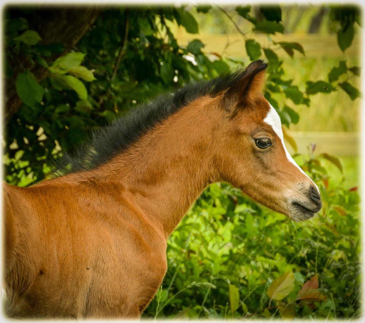 Welsh Pony (sec B) Kolkjaers Dream On billede 18