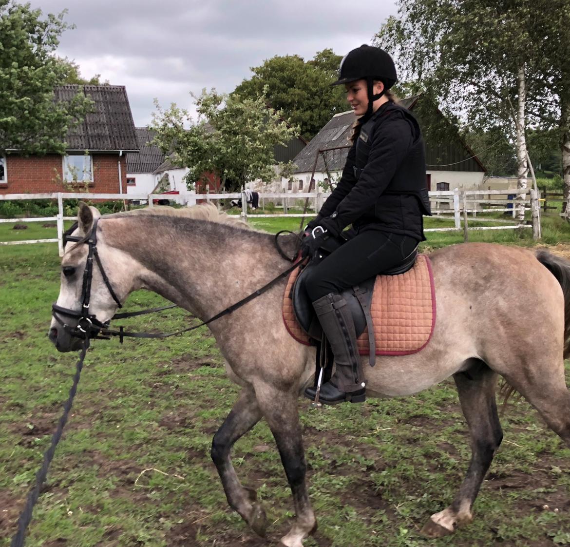 Arabisk fuldblod (OX) Dy zephyr ox billede 22