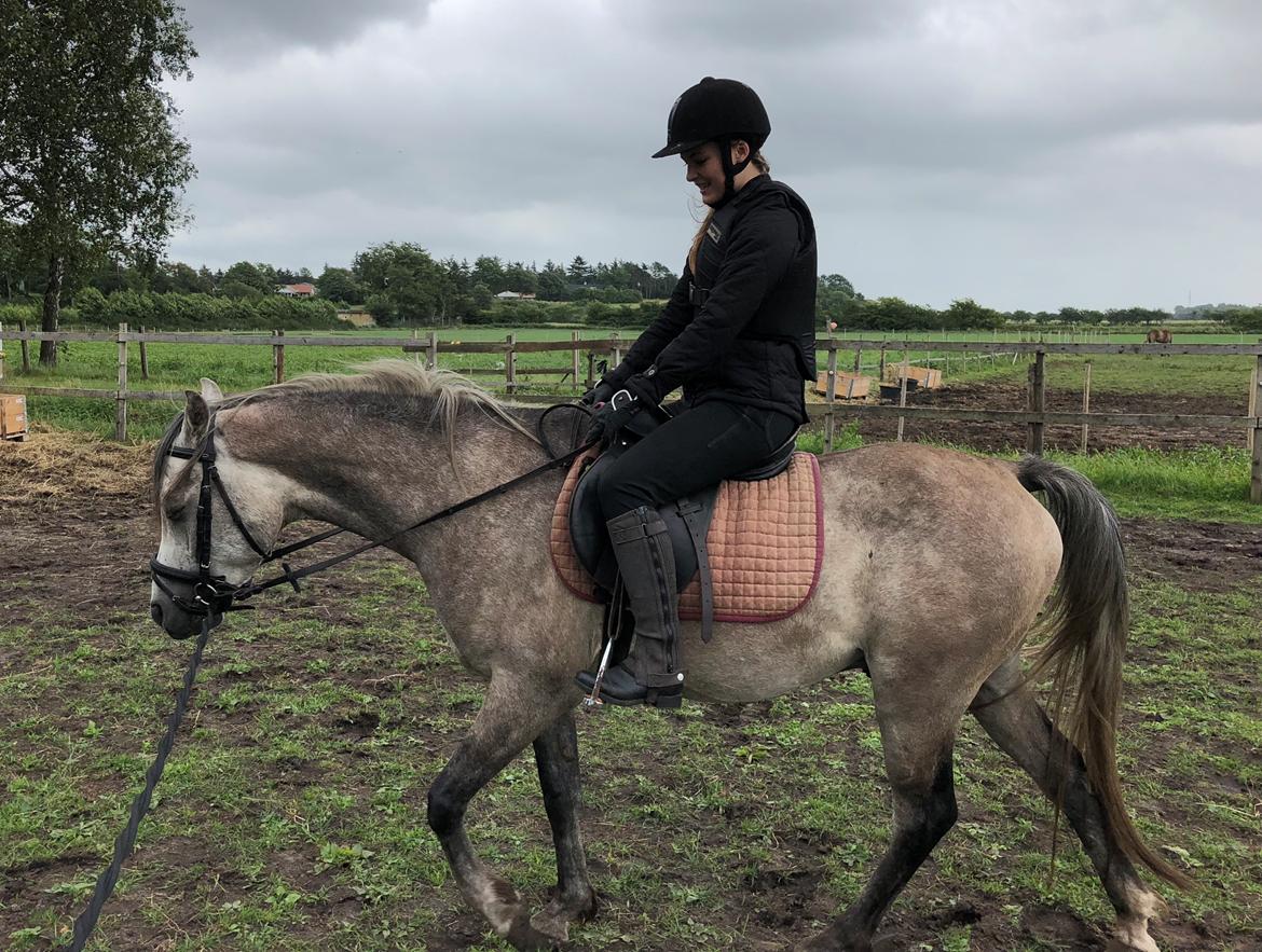 Arabisk fuldblod (OX) Dy zephyr ox billede 21