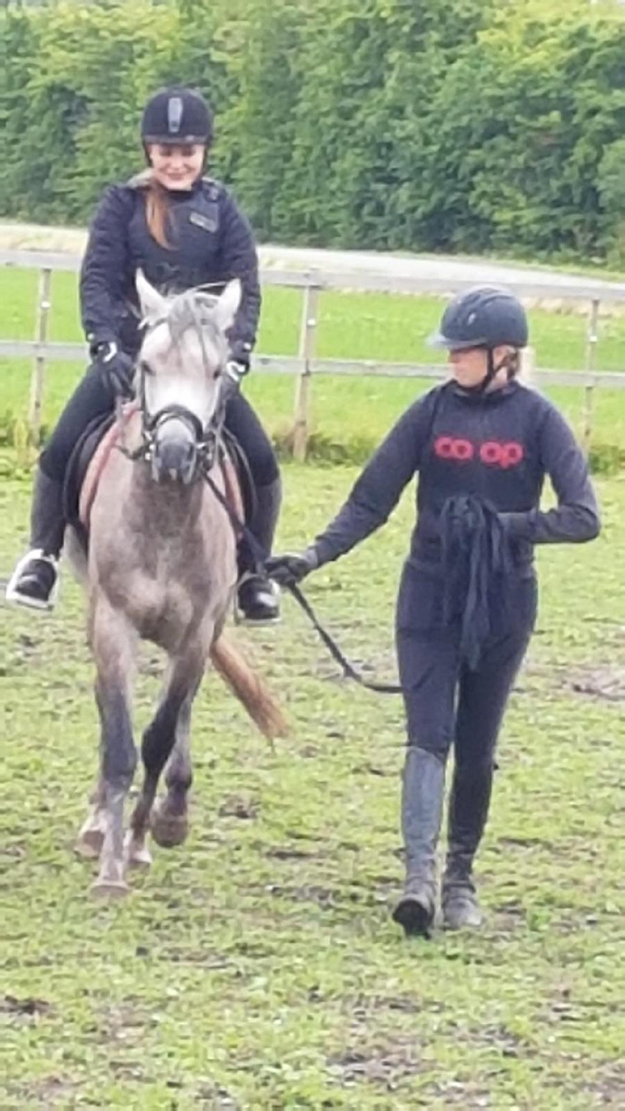 Arabisk fuldblod (OX) Dy zephyr ox billede 24