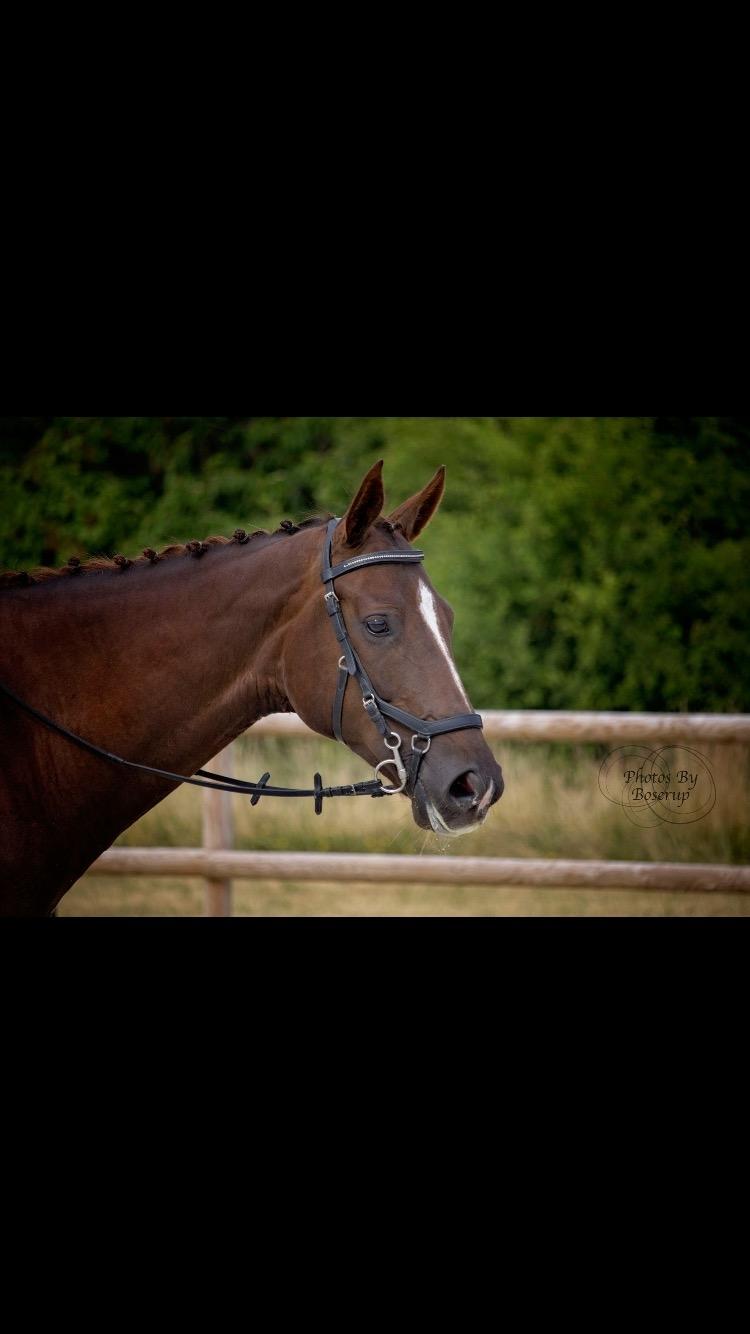 Dansk Varmblod Apollo Hit billede 11