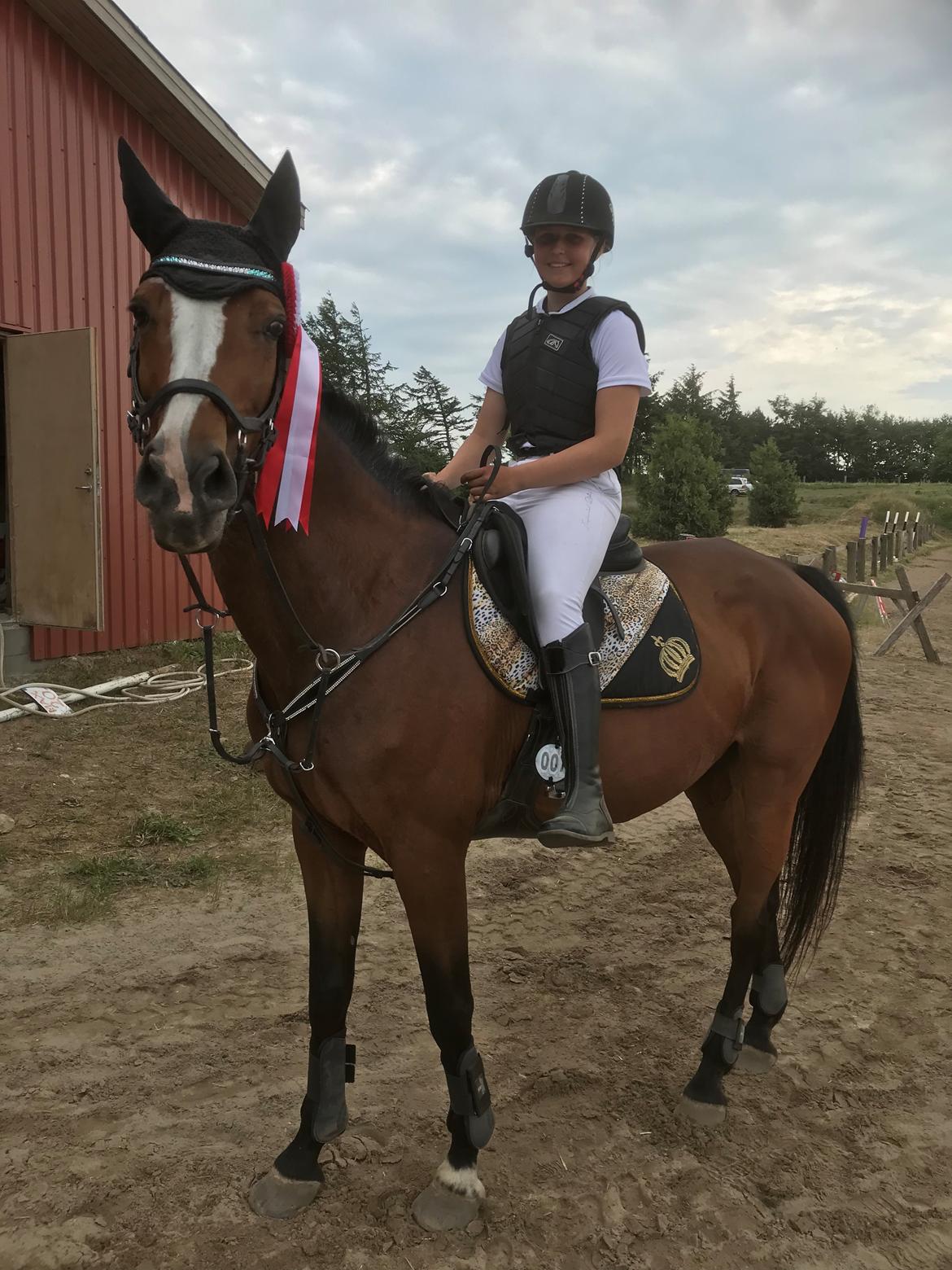 Hollandsk Varmblod Tamira billede 8