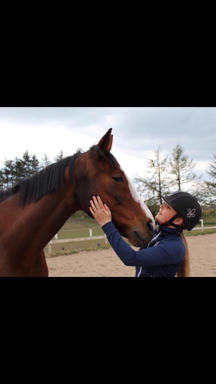 Hollandsk Varmblod Tamira billede 3