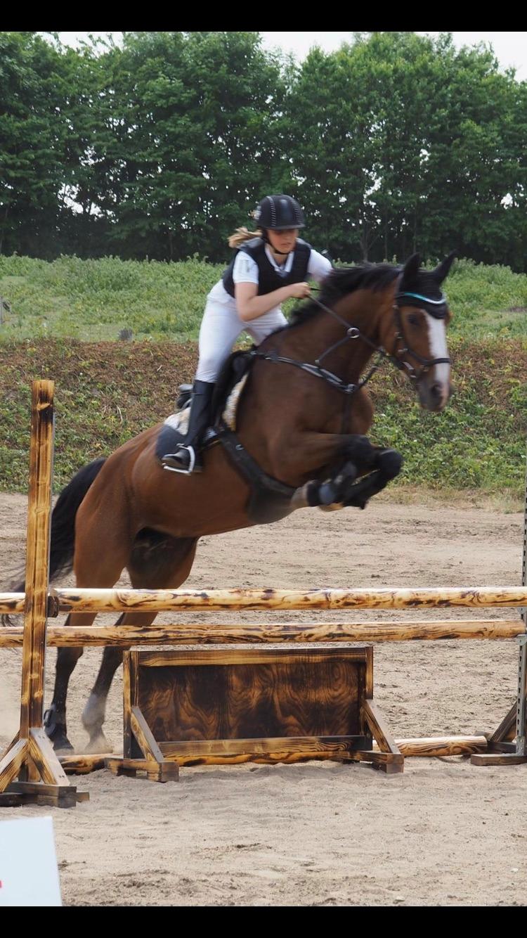 Hollandsk Varmblod Tamira billede 9