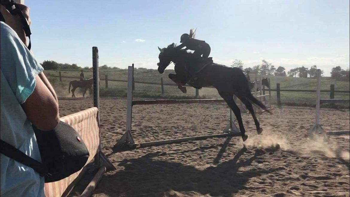 Hollandsk Varmblod Tamira billede 15