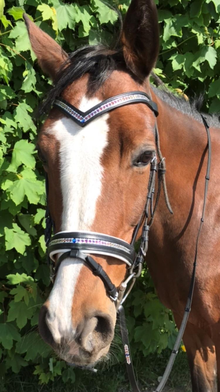 Hollandsk Varmblod Tamira billede 14