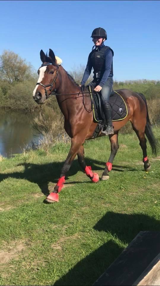 Hollandsk Varmblod Tamira billede 25