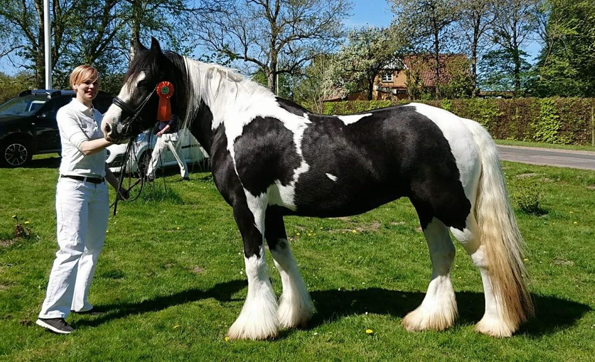 Irish Cob Mary's Prinsess by Lovecob - Til kåring hos ICS-NL billede 14