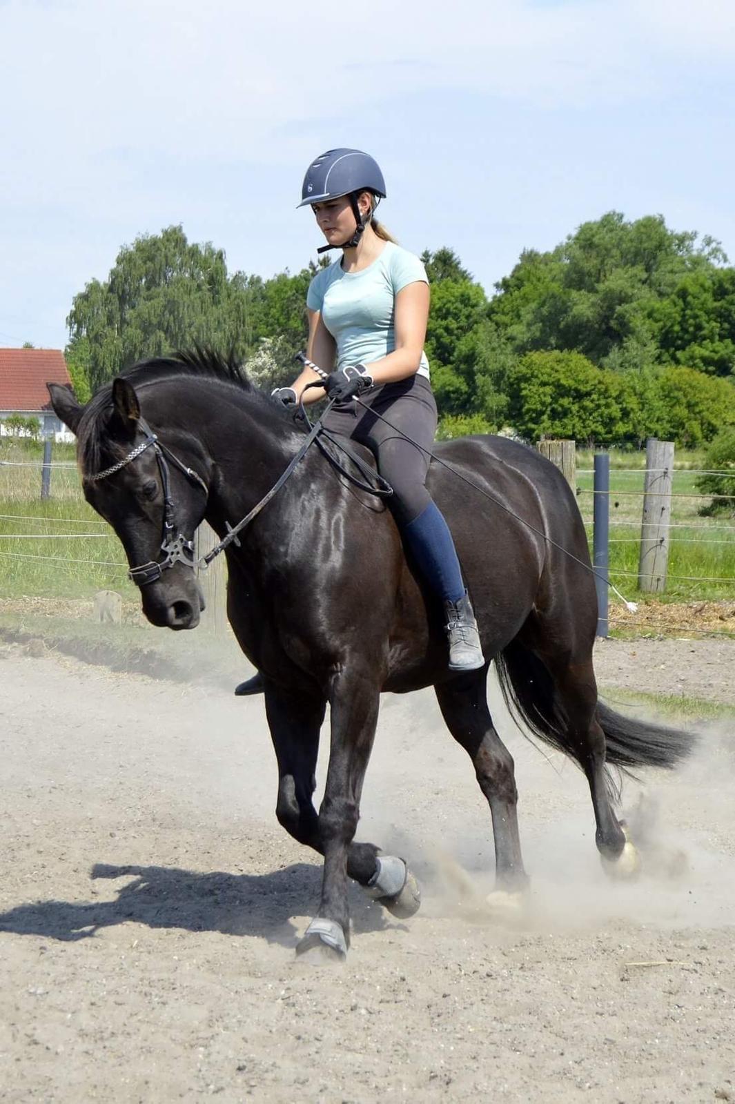 Oldenborg Engtoft's Gordon *RIP* billede 13