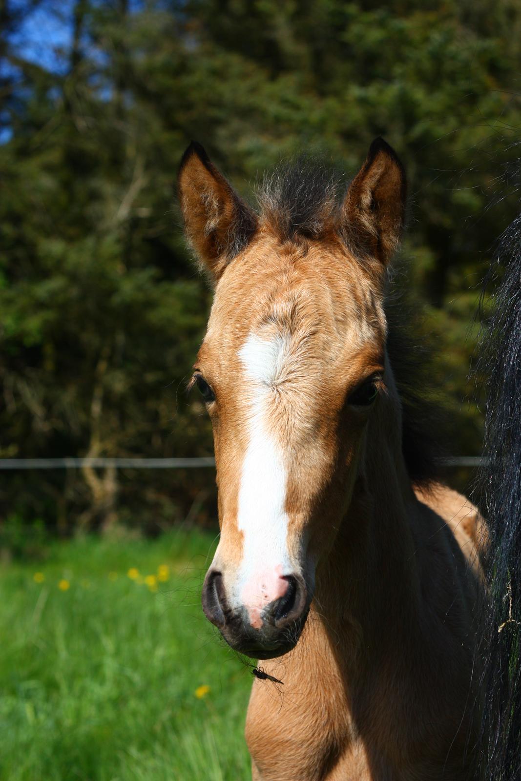 New Forest Calandias cream on top billede 1