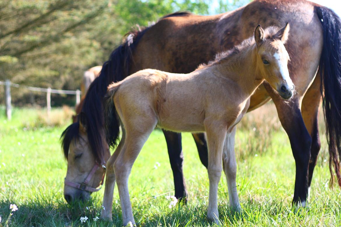 New Forest Calandias cream on top billede 2