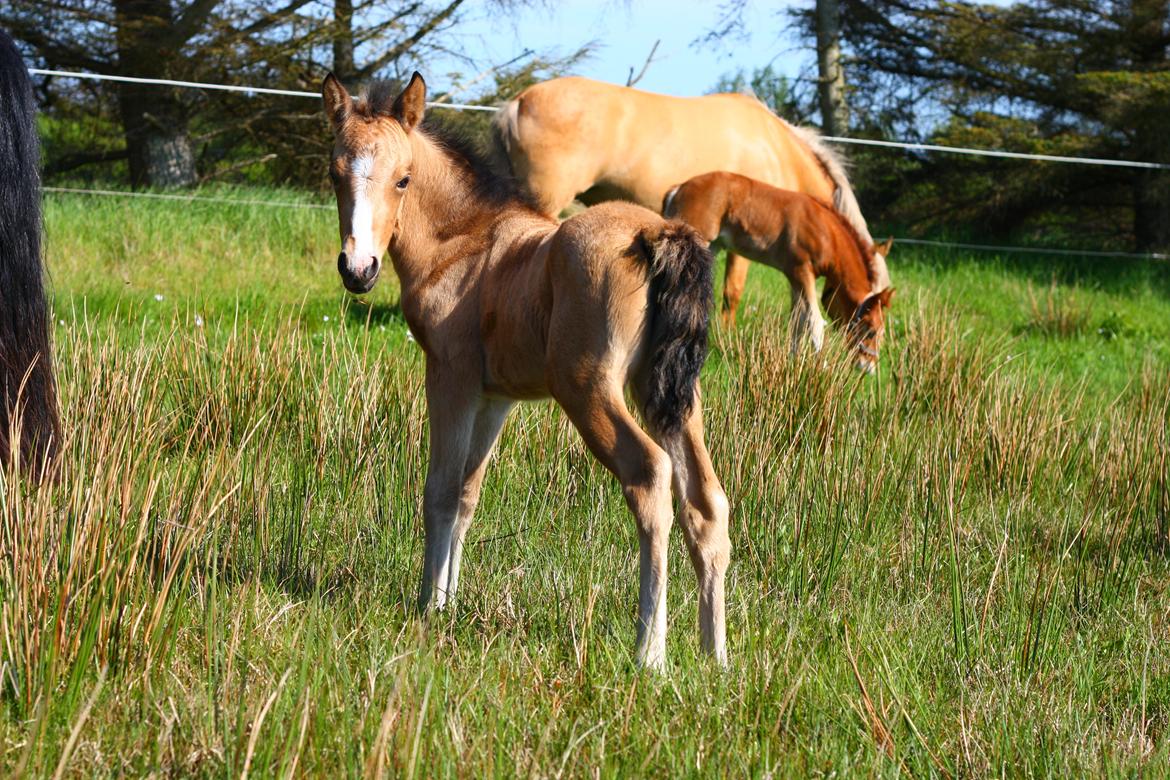 New Forest Calandias cream on top billede 3