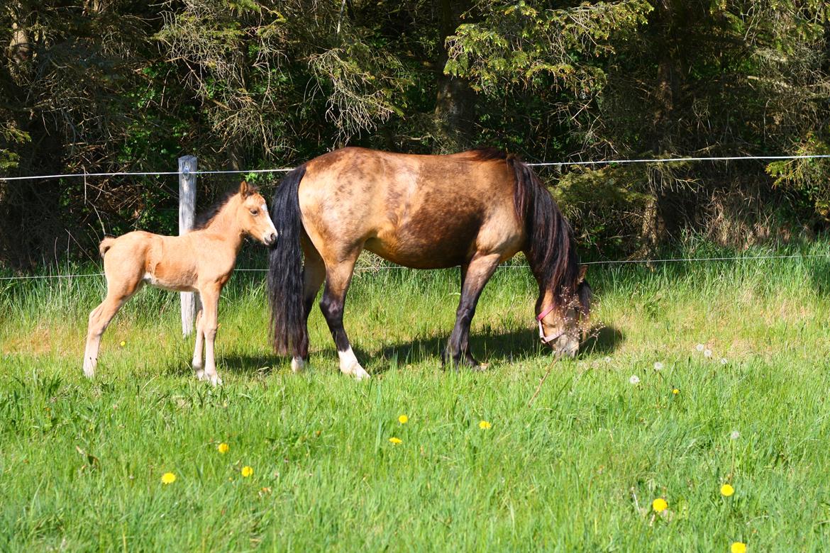 New Forest Calandias cream on top billede 4