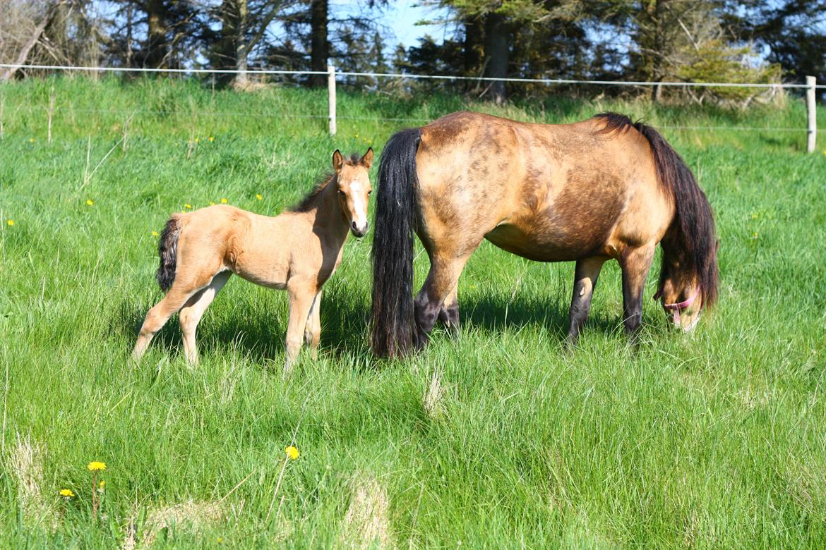 New Forest Calandias cream on top billede 5