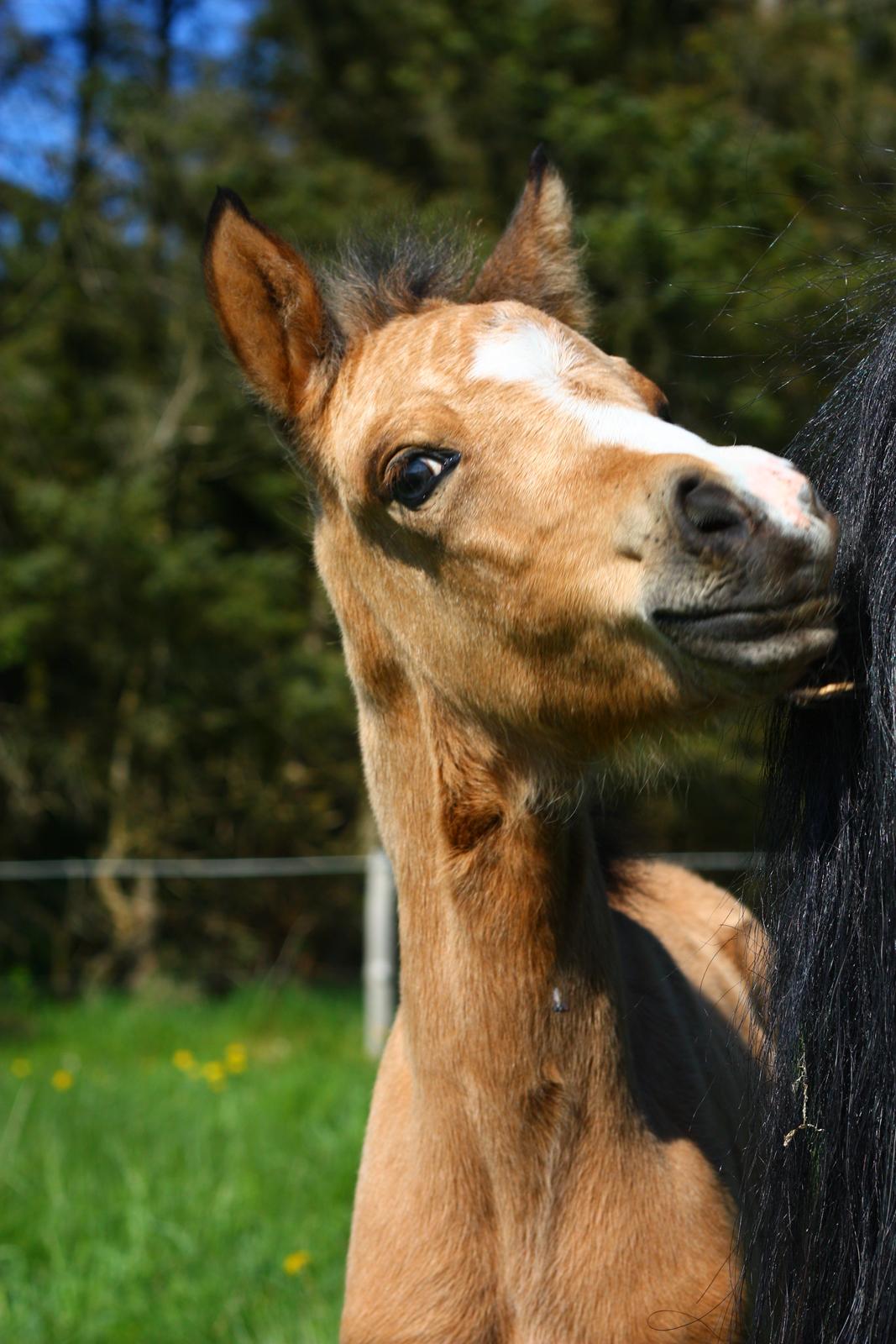 New Forest Calandias cream on top billede 6