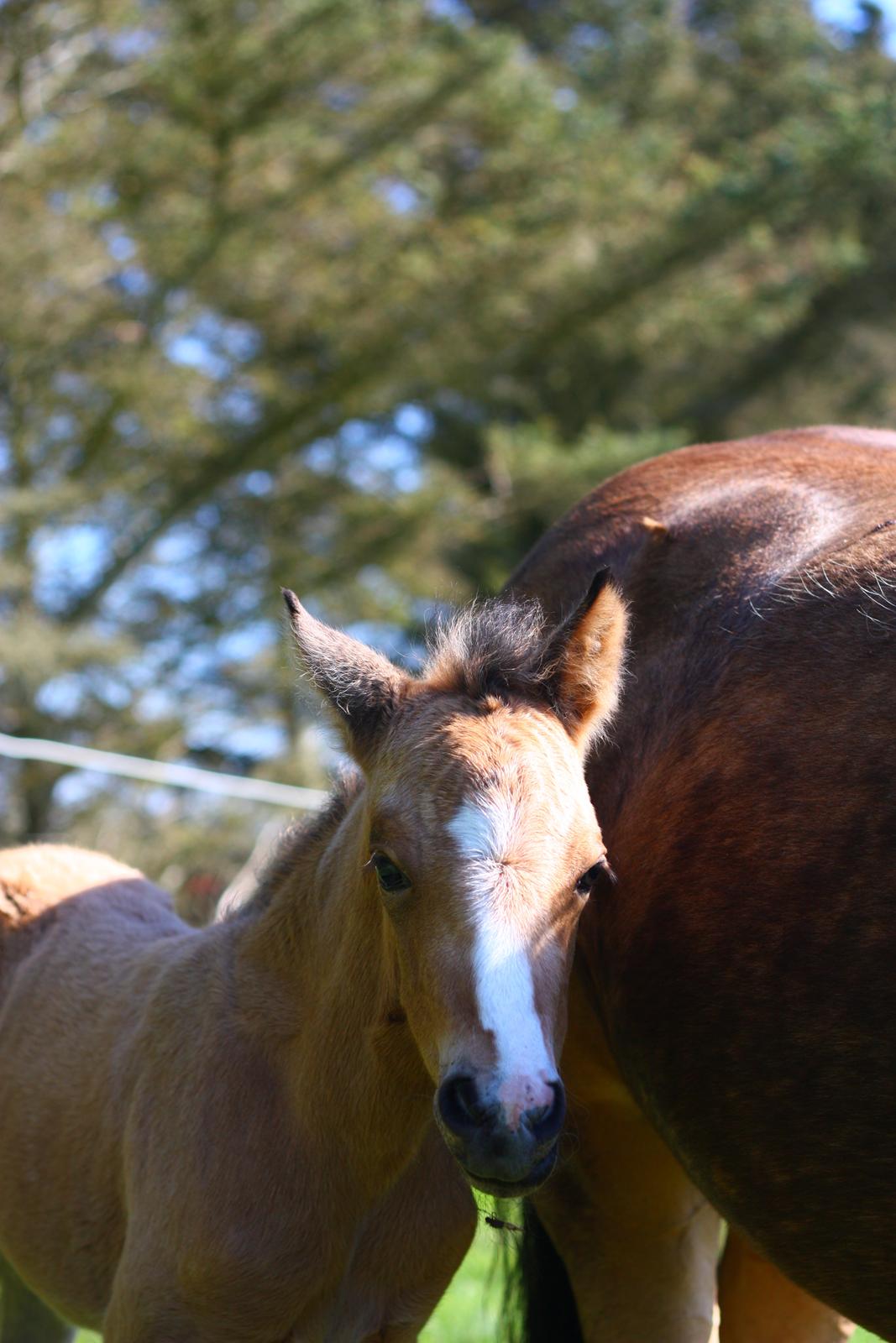 New Forest Calandias cream on top billede 7