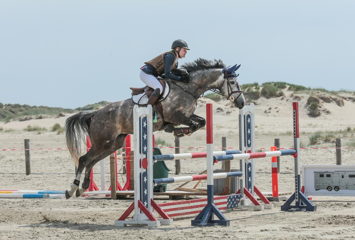 Dansk Varmblod Volstrups Corina billede 6