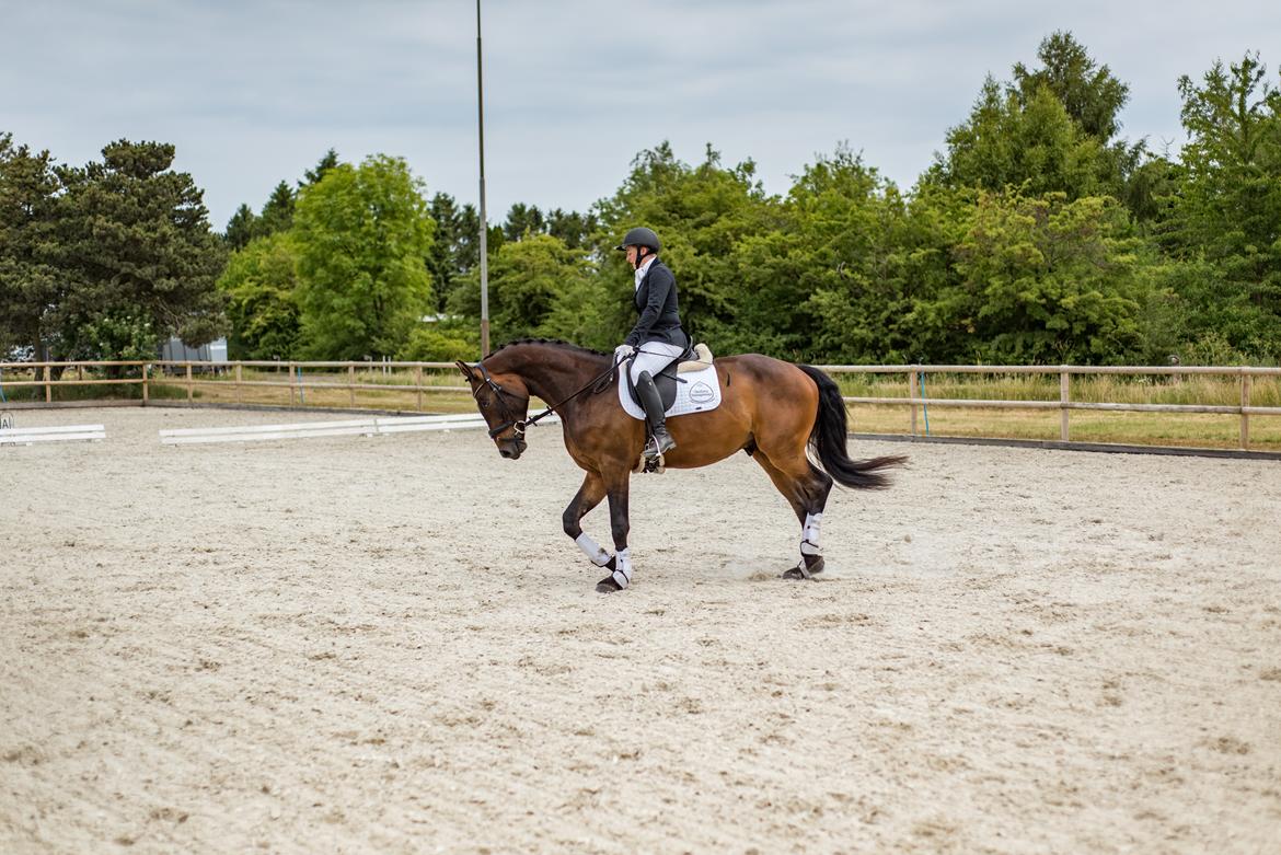 Dansk Varmblod Farmand's Premiere billede 8