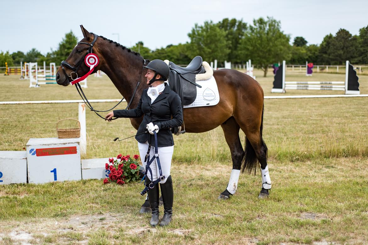 Dansk Varmblod Farmand's Premiere billede 9