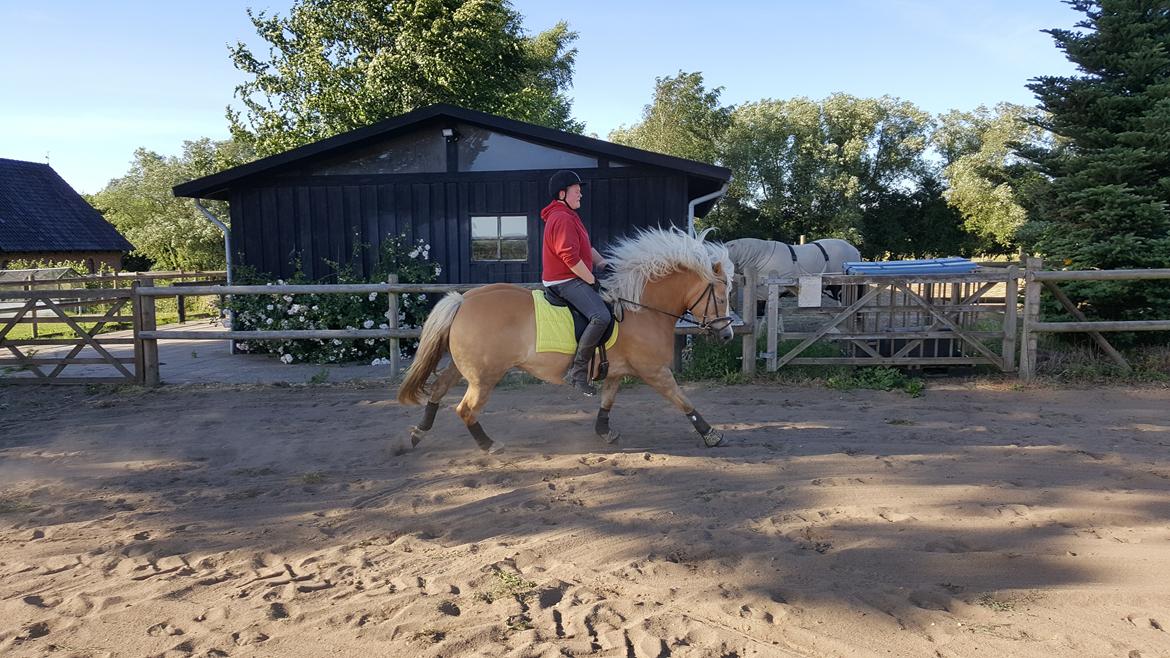 Haflinger Bella - 19.06-2018 billede 18