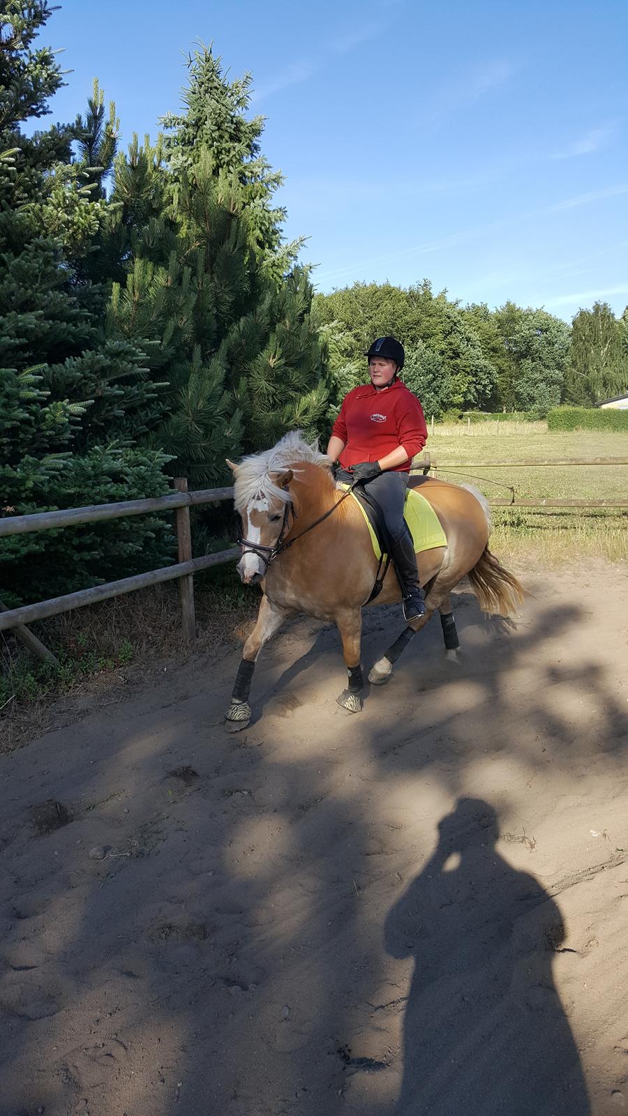 Haflinger Bella - 19.06-2018 billede 19