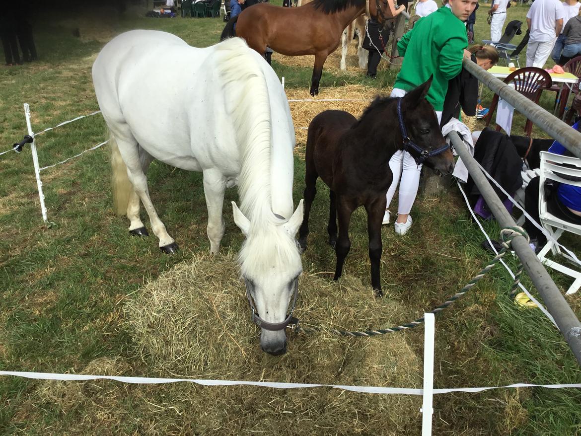 Connemara Ålskovs Wizzard billede 10